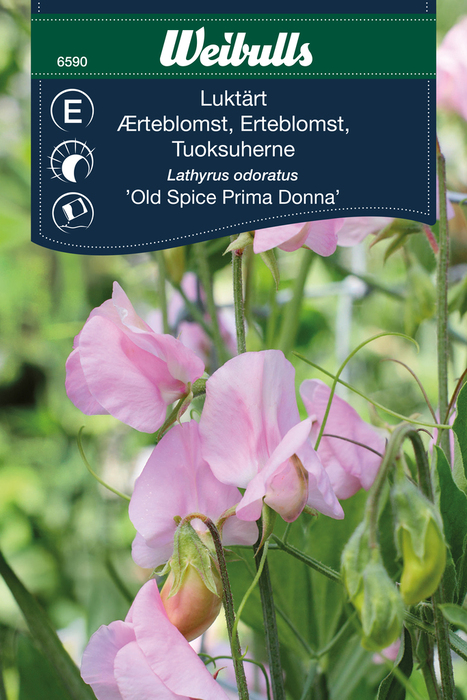 Erteblomst 'Old Spice'